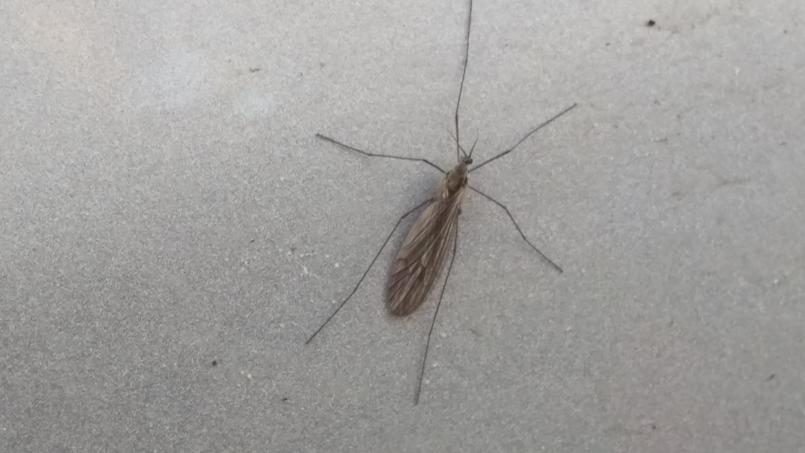 Trichocera