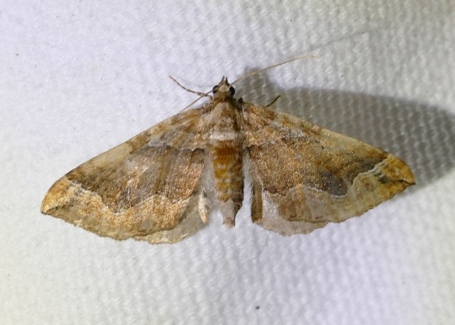 Pelurga comitata - nagy tarkaaraszoló