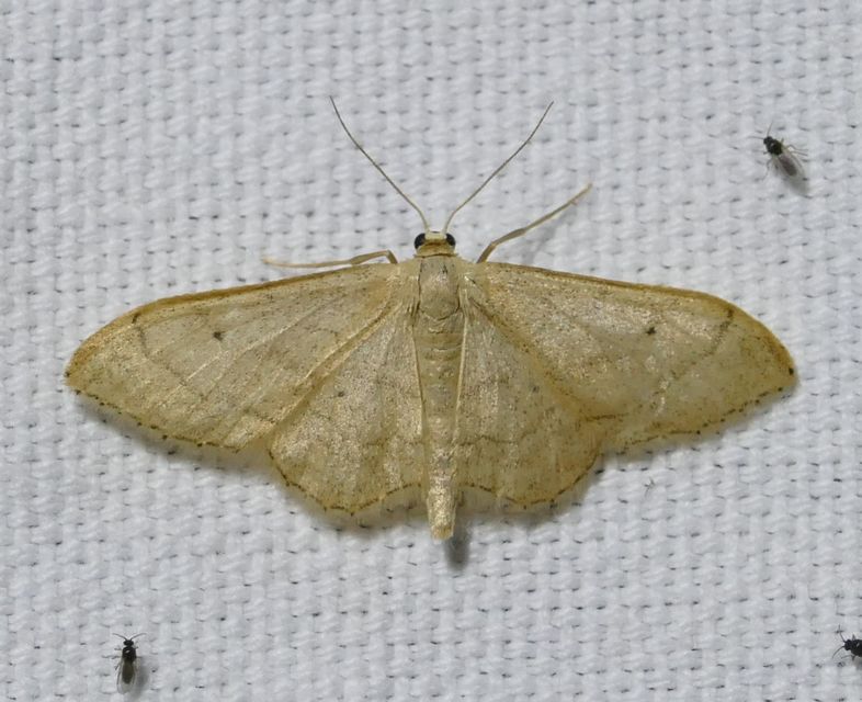 Idaea straminata - szalmasárga sávosaraszoló