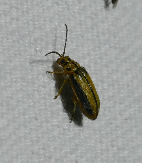 Xanthogalerucella luteola - szilfa-olajosbogár