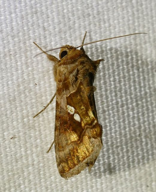 Chrysodeixis chalcites - déli aranybagoly
