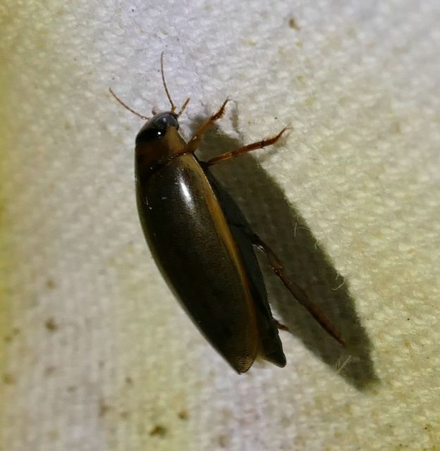 Rhantus suturalis - gyakori particsíkbogár