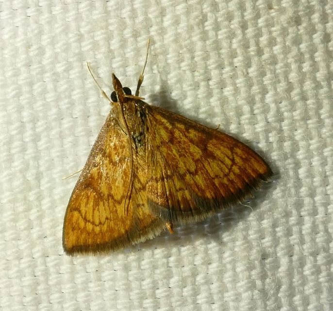 Ecpyrrhorrhoe rubiginalis - rozsdavörös tűzmoly