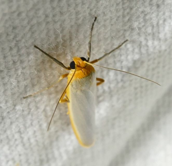 Eilema complana - közönséges zuzmószövő