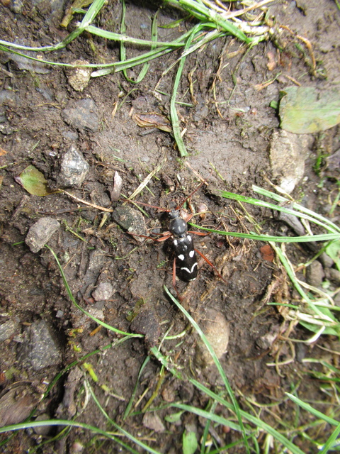 Isotomus speciosus - nyírfa-darázscincér