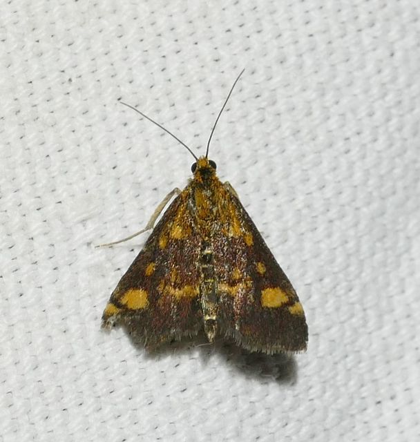 Pyrausta aurata - aranyló bíbormoly