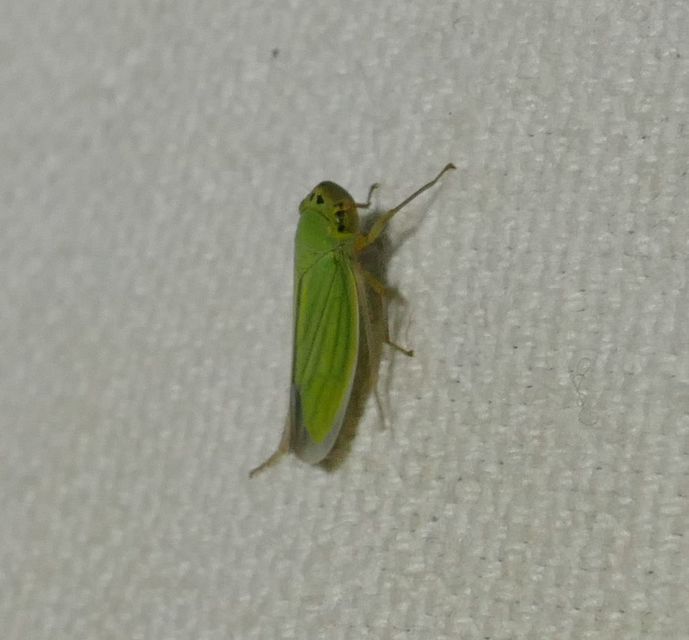 Cicadella viridis - méregzöld kabóca