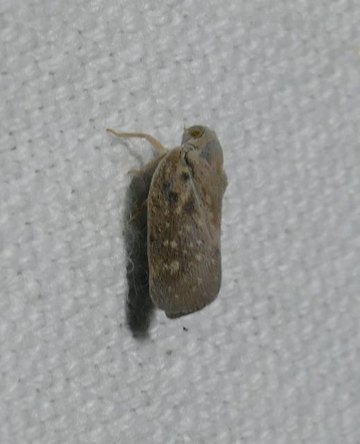 Metcalfa pruinosa - amerikai lepkekabóca