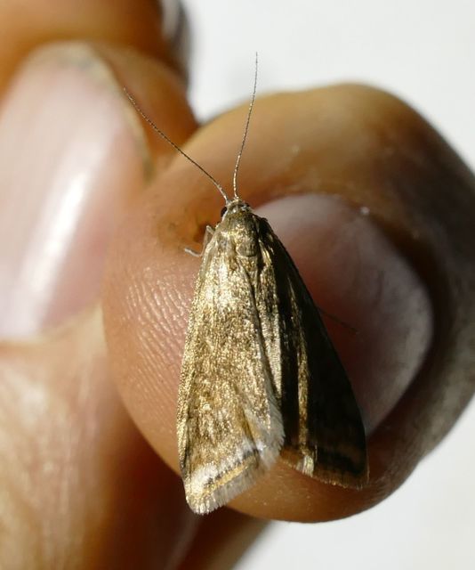 Cataclysta lemnata - békalencsemoly