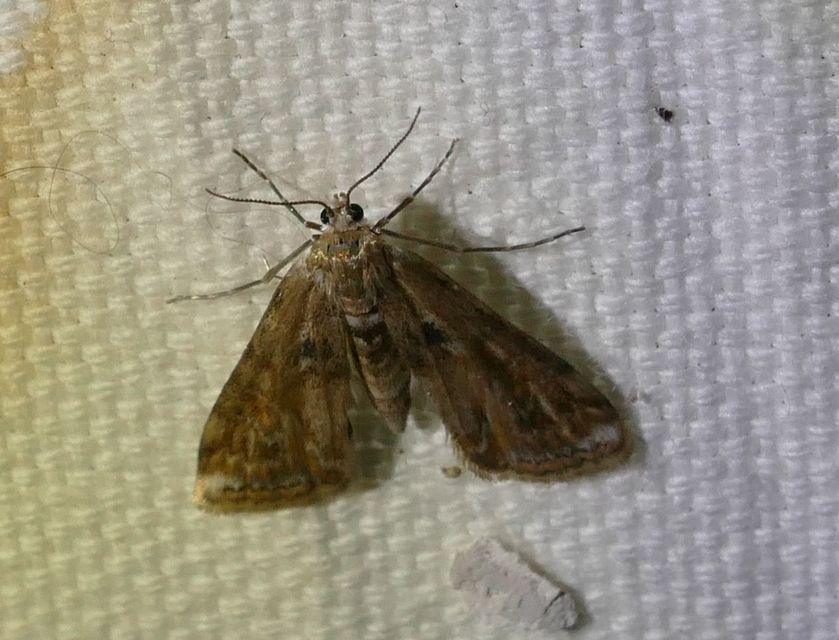 Cataclysta lemnata - békalencsemoly