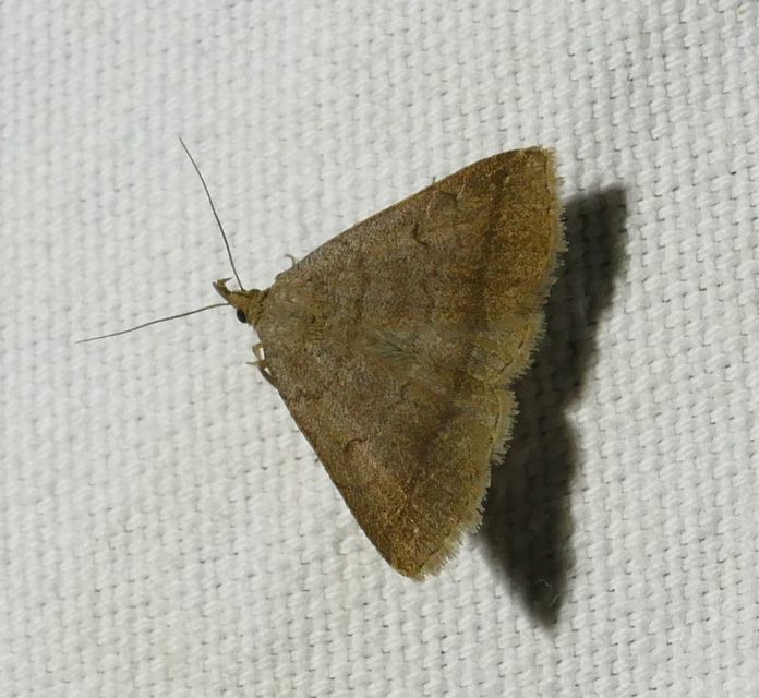 Zanclognatha lunalis - pelyheslábú karcsúbagoly