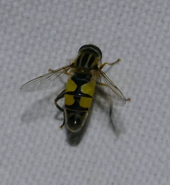 Helophilus trivittatus - nagy mocsárilégy