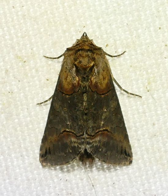 Abrostola triplasia - közönséges csalánbagoly
