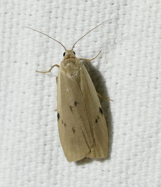 Pelosia muscerda - hamvas zuzmószövő