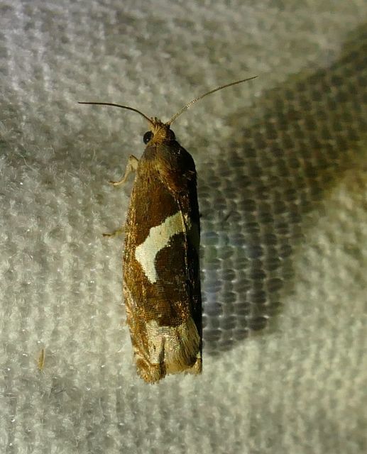 Epiblema foenella - kampósfoltú tükrösmoly