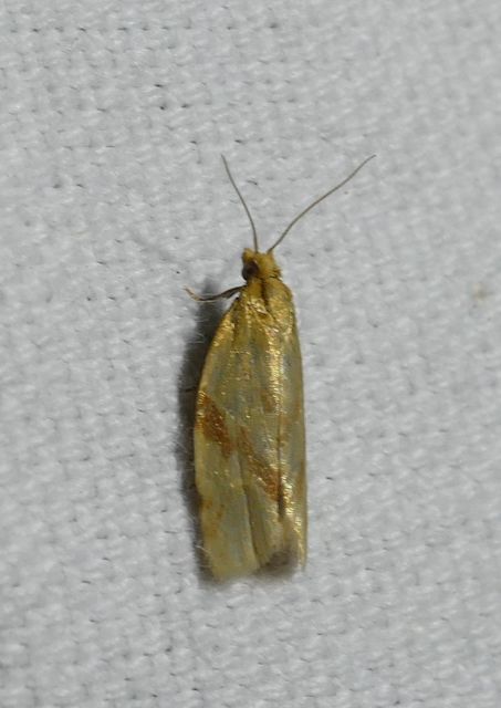 Clepsis pallidana - aranysárga sodrómoly