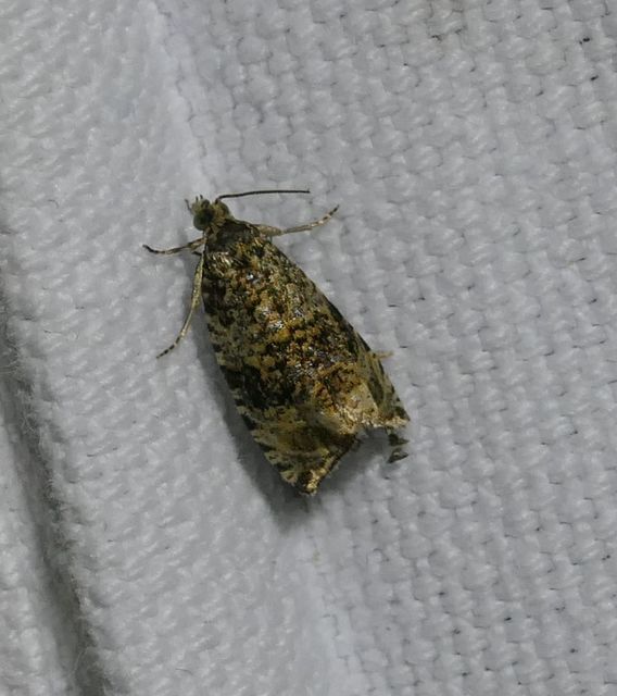 Celypha lacunana - vízparti tükrösmoly