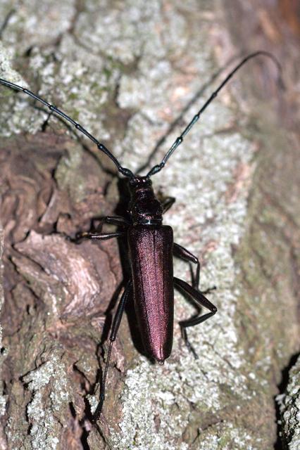 Aromia moschata - pézsmacincér