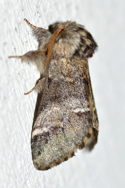 Drymonia dodonea - bélyeges púposszövő