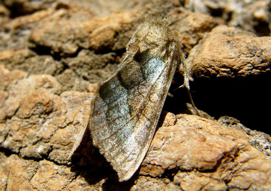 Diachrysia chrysitis - aranybagoly