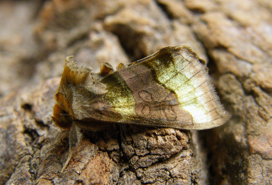 Diachrysia chrysitis - aranybagoly