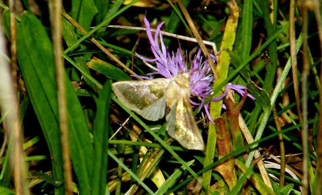 Diachrysia chrysitis - aranybagoly