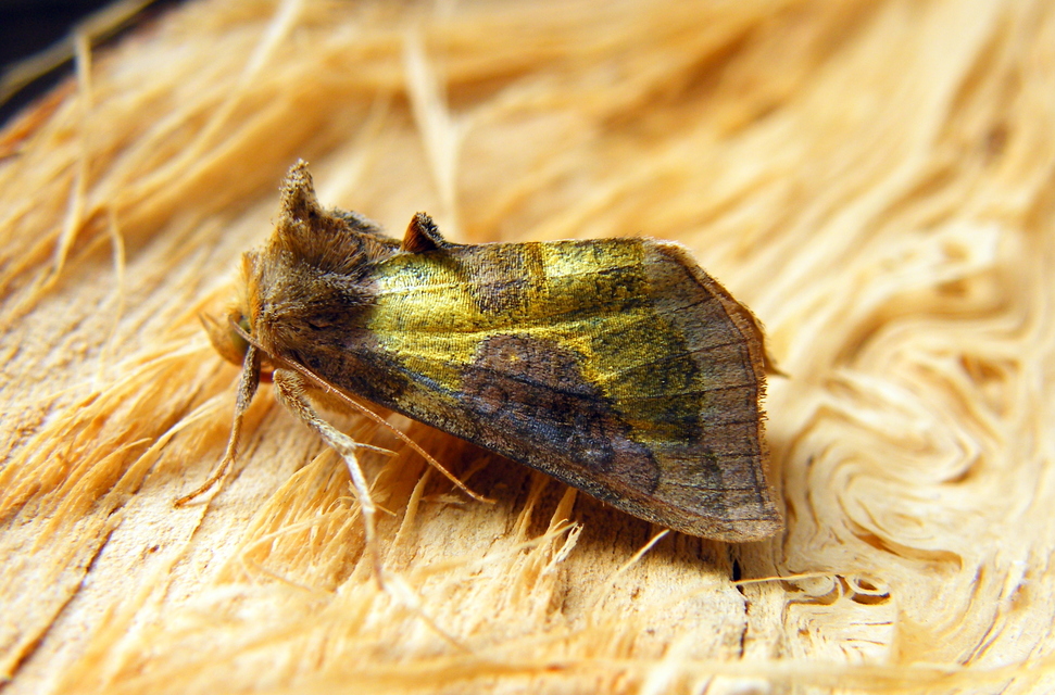 Diachrysia chrysitis/stenochrysis