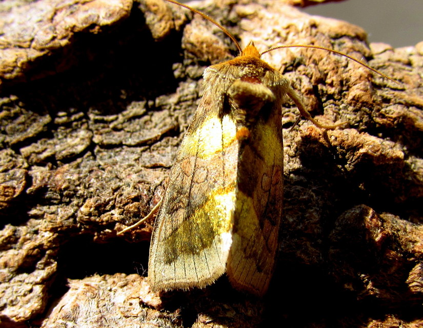 Diachrysia chrysitis - aranybagoly