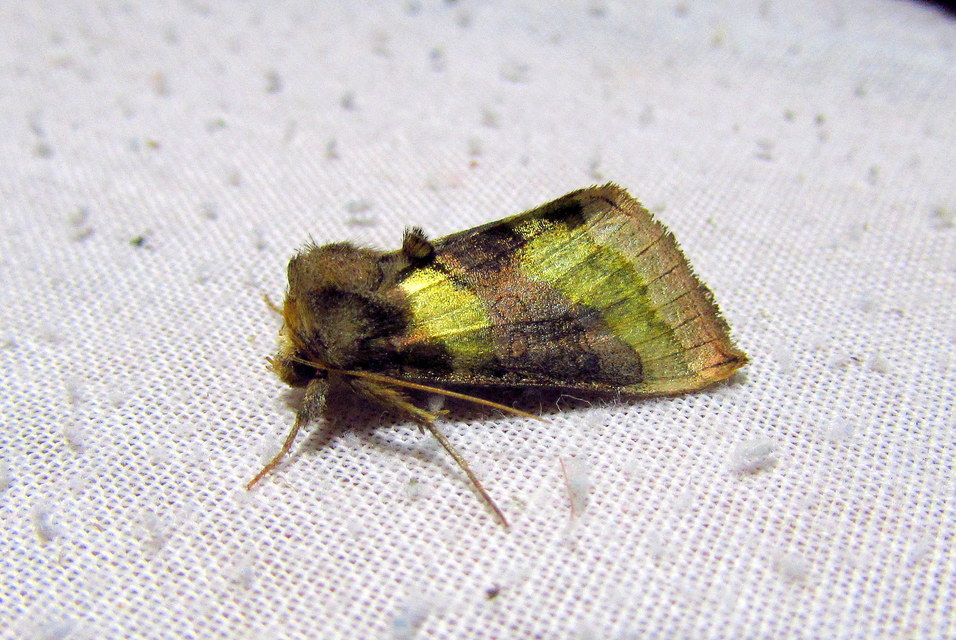 Diachrysia chrysitis - aranybagoly
