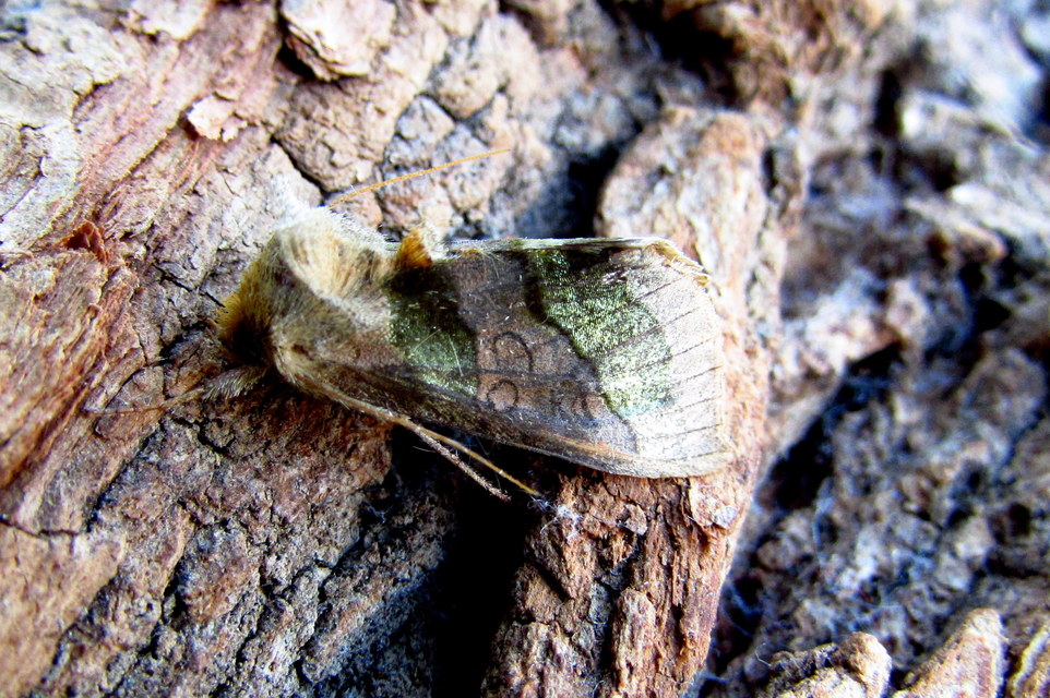 Diachrysia chrysitis - aranybagoly