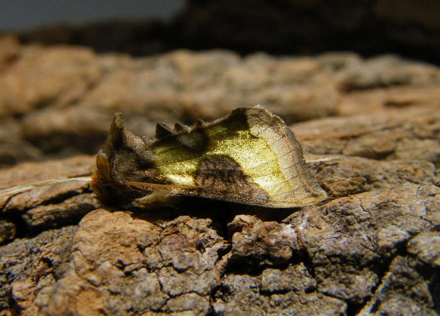 Diachrysia chrysitis/stenochrysis