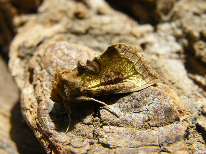 Diachrysia chrysitis/stenochrysis