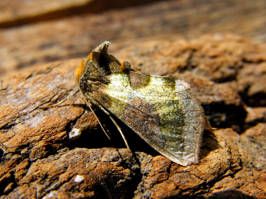 Diachrysia chrysitis/stenochrysis