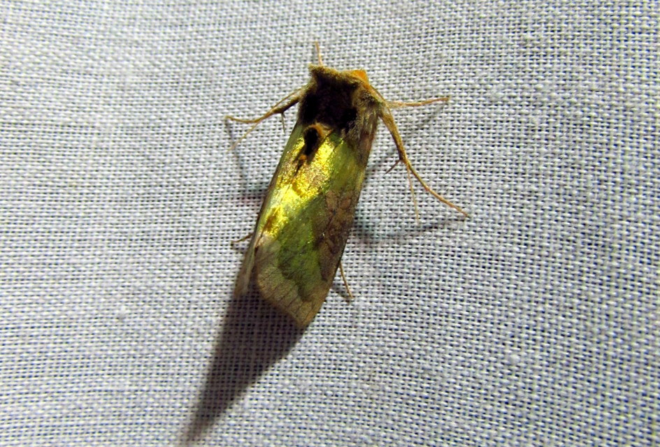 Diachrysia chrysitis/stenochrysis