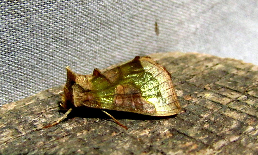 Diachrysia chrysitis/stenochrysis