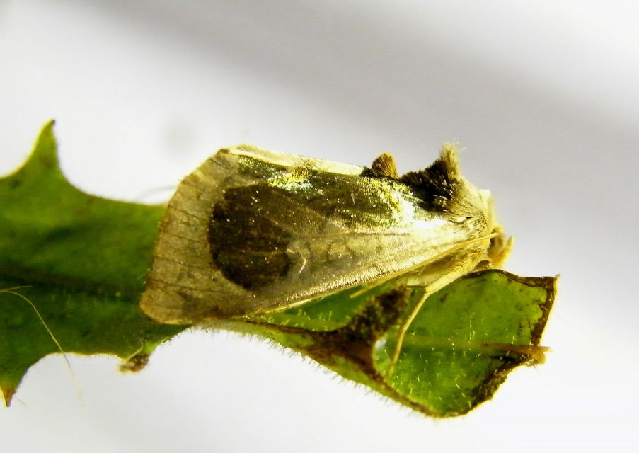 Diachrysia zosimi - nemes aranybagoly