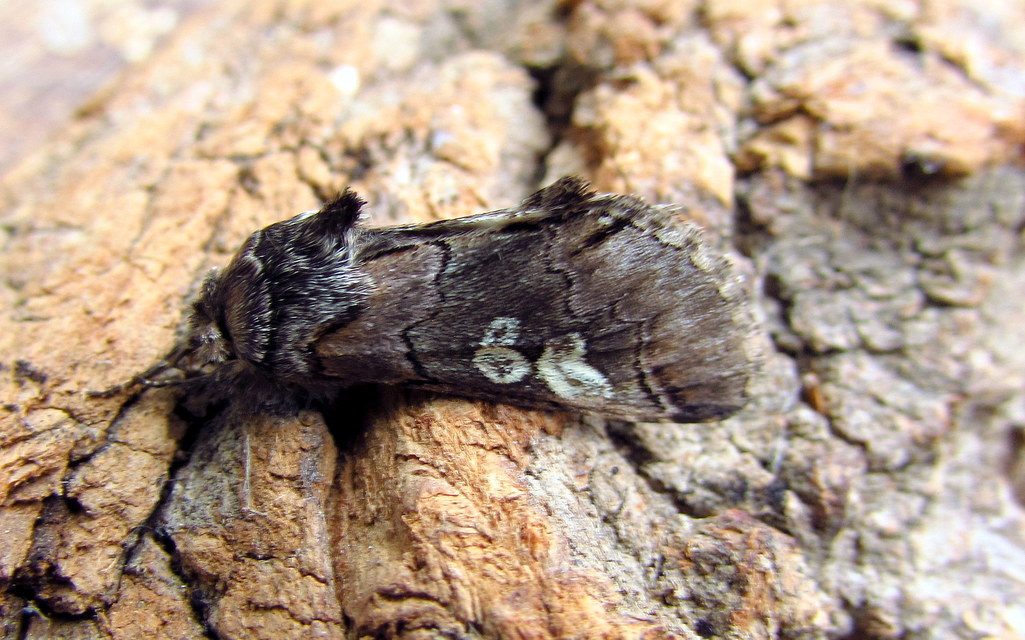 Diloba caeruleocephala - őszi kékesbagoly