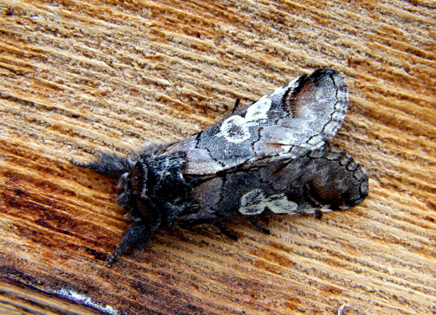 Diloba caeruleocephala - őszi kékesbagoly