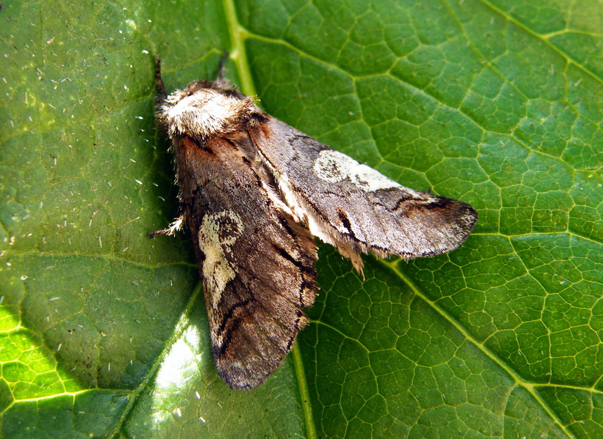 Diloba caeruleocephala - őszi kékesbagoly