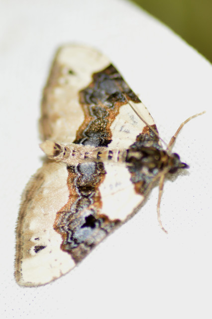 Cosmorhoe ocellata - szemes galajaraszoló