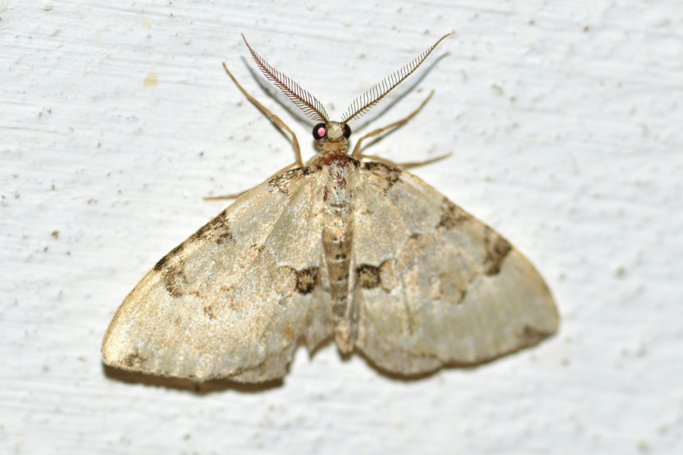 Colostygia pectinataria - zöld levélaraszoló