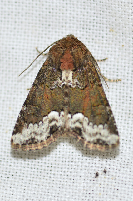 Oligia strigilis - kormos dudvabagoly