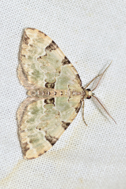 Colostygia pectinataria - zöld levélaraszoló