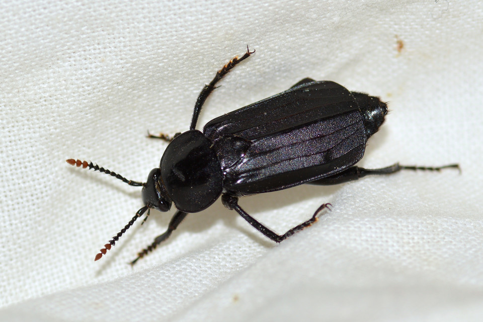 Necrodes littoralis - nagy dögbogár