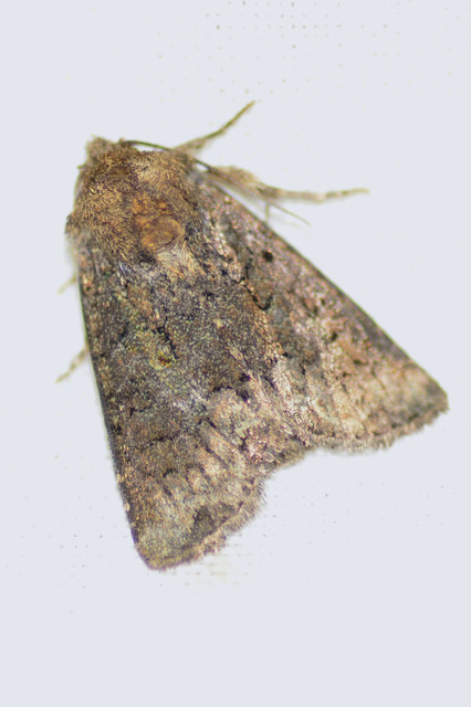 Oligia strigilis - kormos dudvabagoly