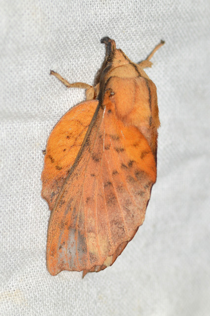 Gastropacha populifolia - sárga pohók