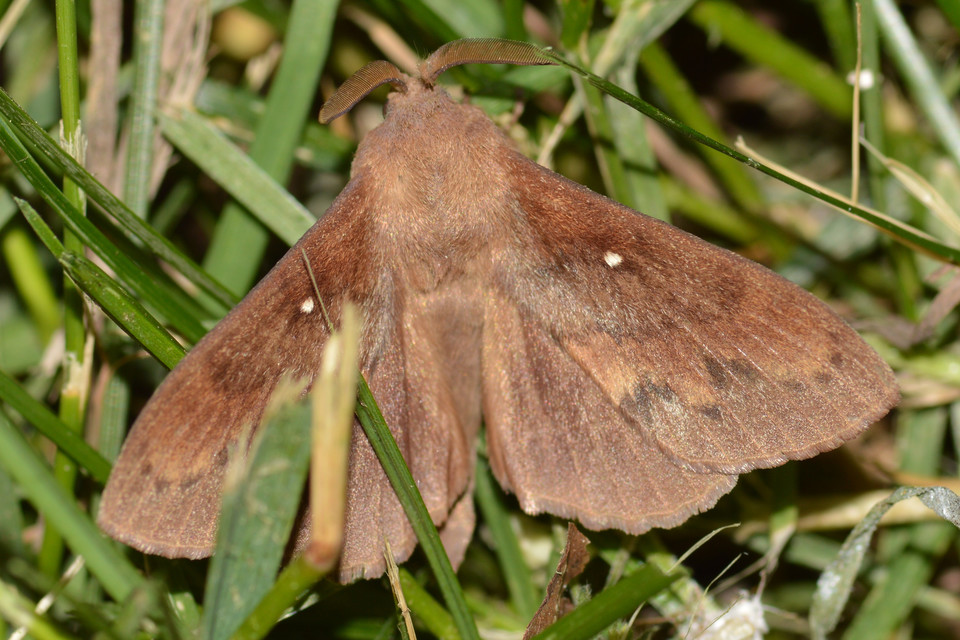 Dendrolimus pini - fenyőpohók