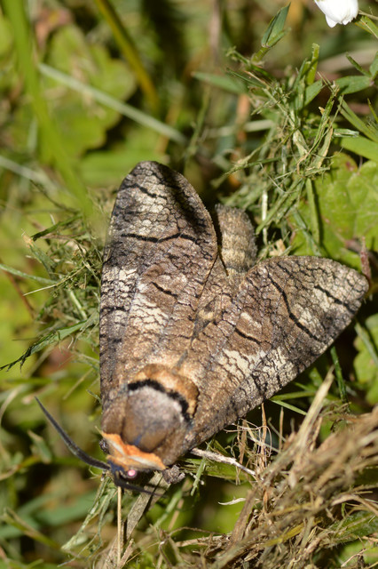Cossus cossus - fűzfarontólepke
