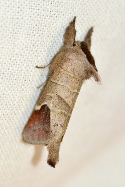 Clostera curtula - rövidszárnyú levélszövő