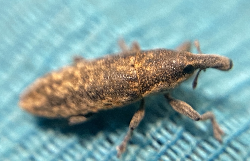 Lixus subtilis - disznóparéj-dudvabarkó